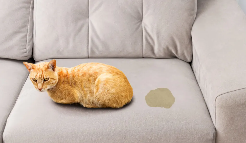 cute cat sitting on the couch near her pee