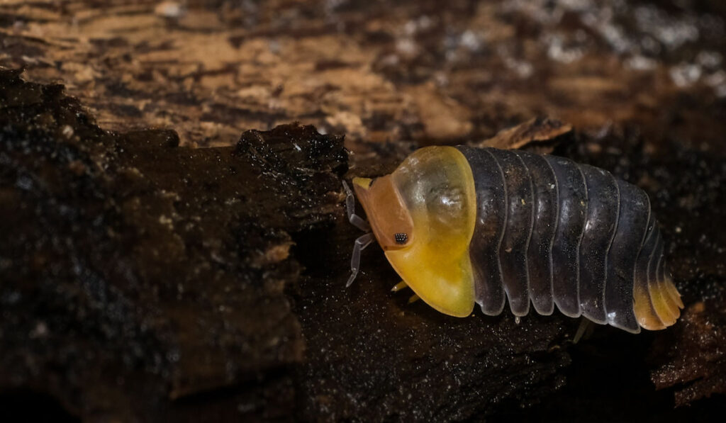 Isopod - Cubaris Rubber ducky, On the bark in the deep forest, macro shot isopods
