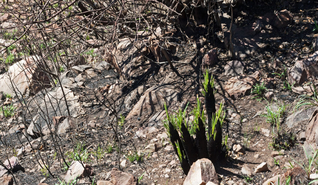 NEW YOUNG GREEN LEAVES ON BLACK STICK LILIES GROWING BETWEEN ROCKS