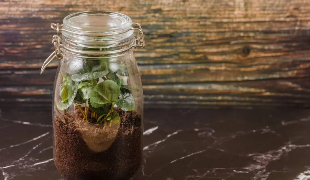 Terrarium jar with plants 