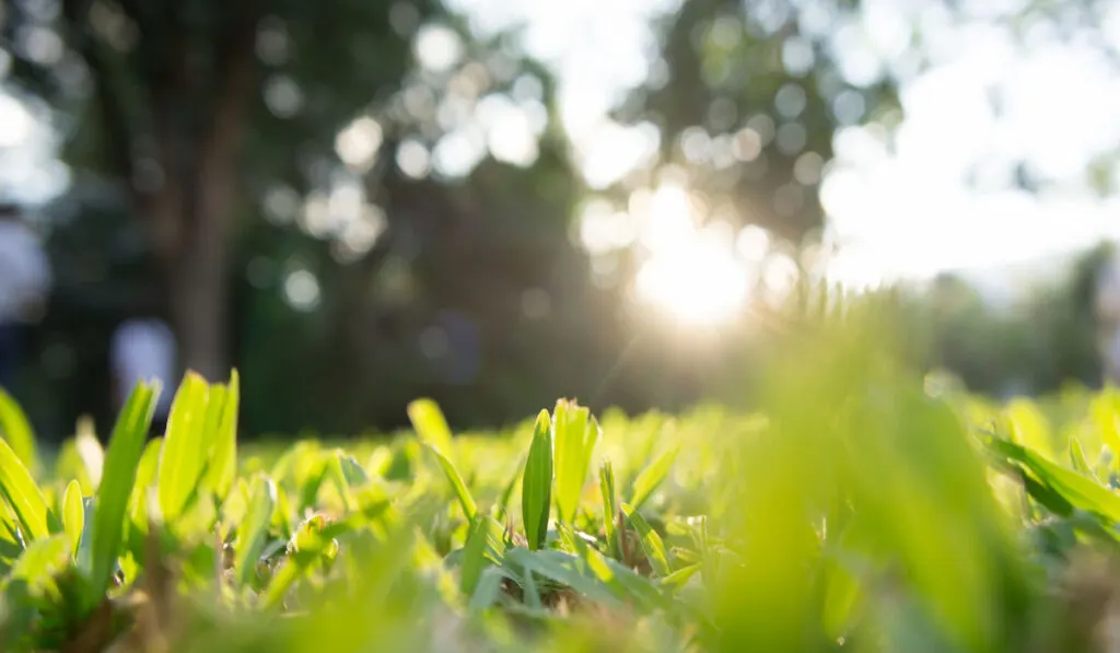 The blur of grass in garden, bokeh background 