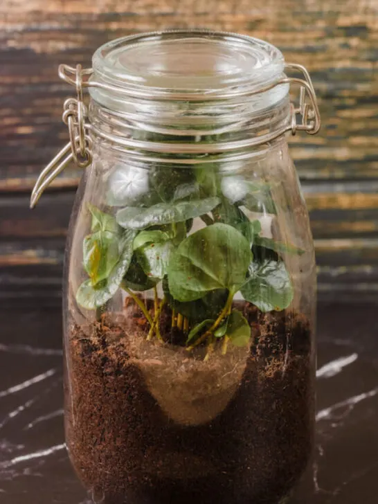 cropped-Terrarium-jar-with-plants-ss220629.jpg