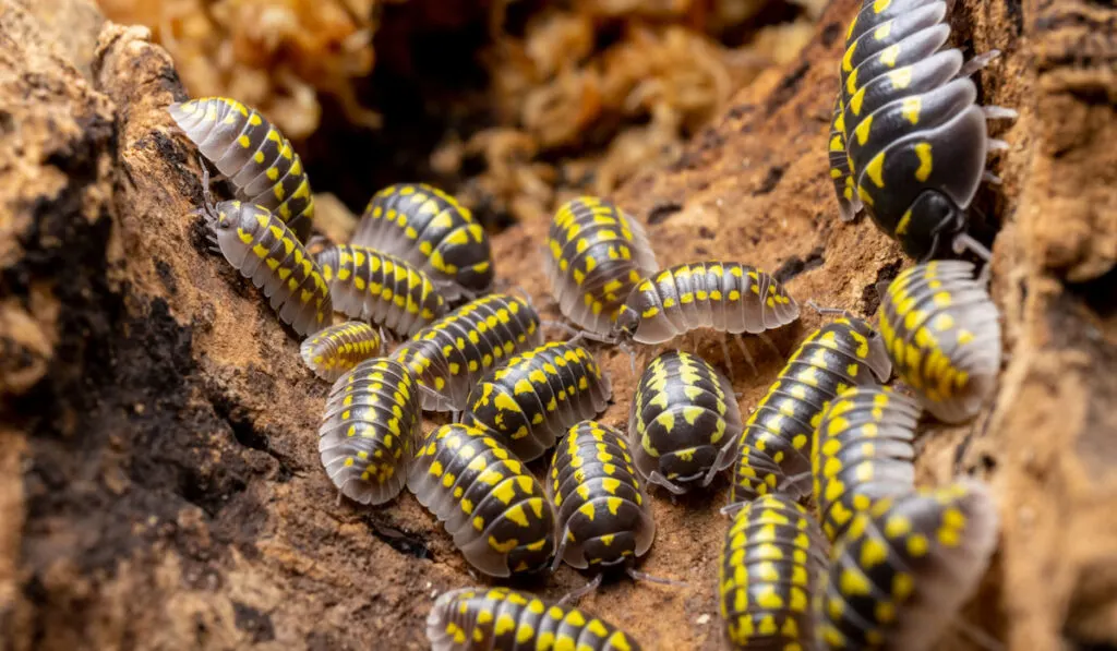 yellow spot isopods 