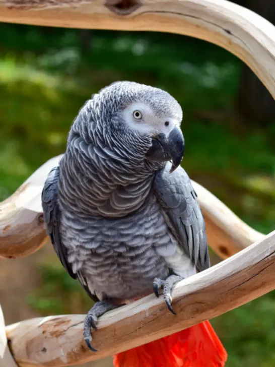cropped-African-Grey-Parrot-ss220717.png