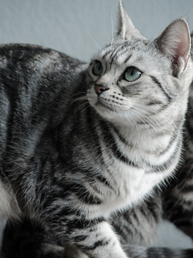 15 Grey and White Cat Breeds