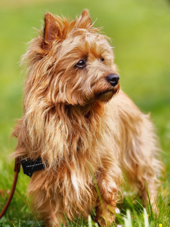 cropped-Australian-Terrier-ss220717.png