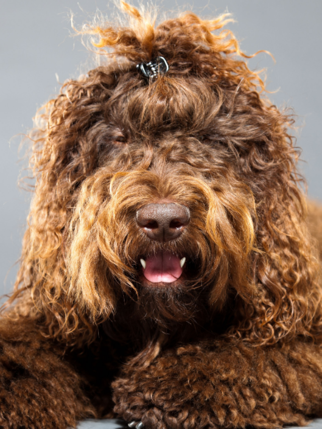 13 Big Fluffy Dog Breeds That Are All Brown