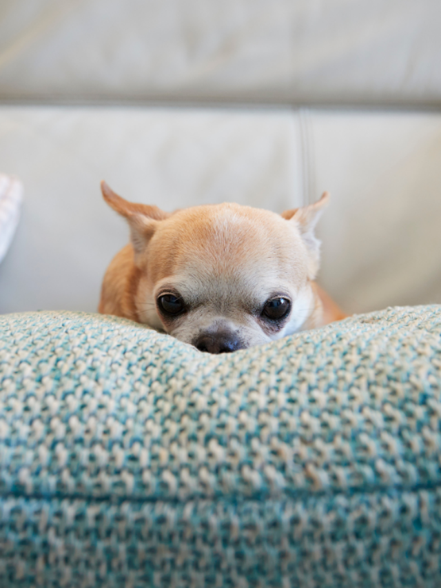 57+ Super Cute Mexican Food Names for Dogs
