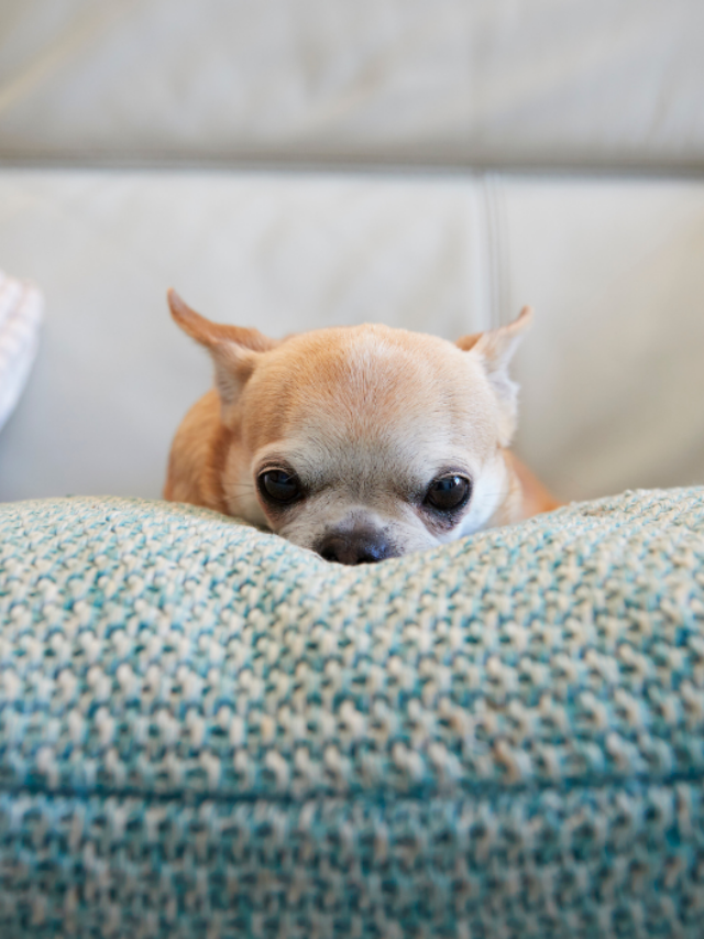 Asian Food Names for Dogs