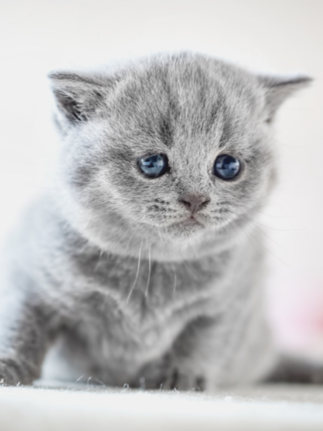 15 Grey Cat Breeds