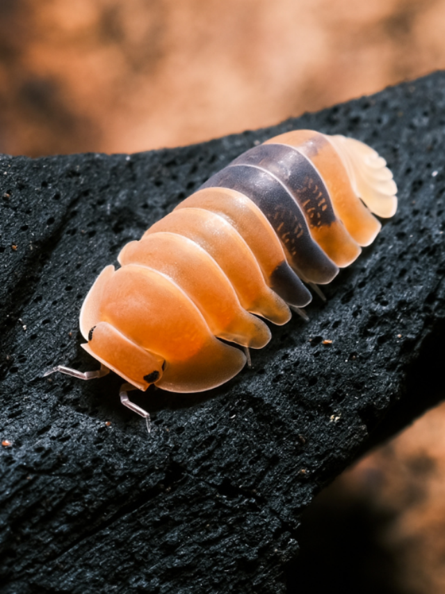 Why Are My Isopods Dying?