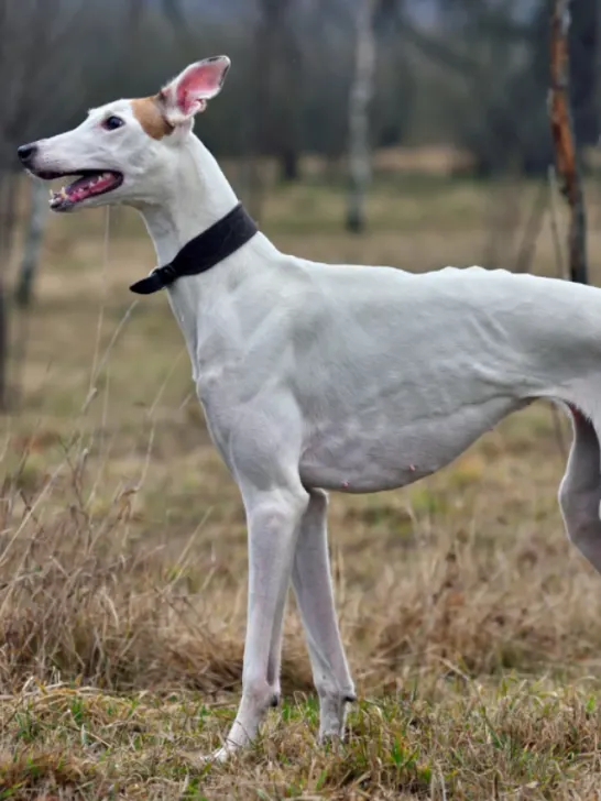 cropped-White-Greyhound-ee220708.png