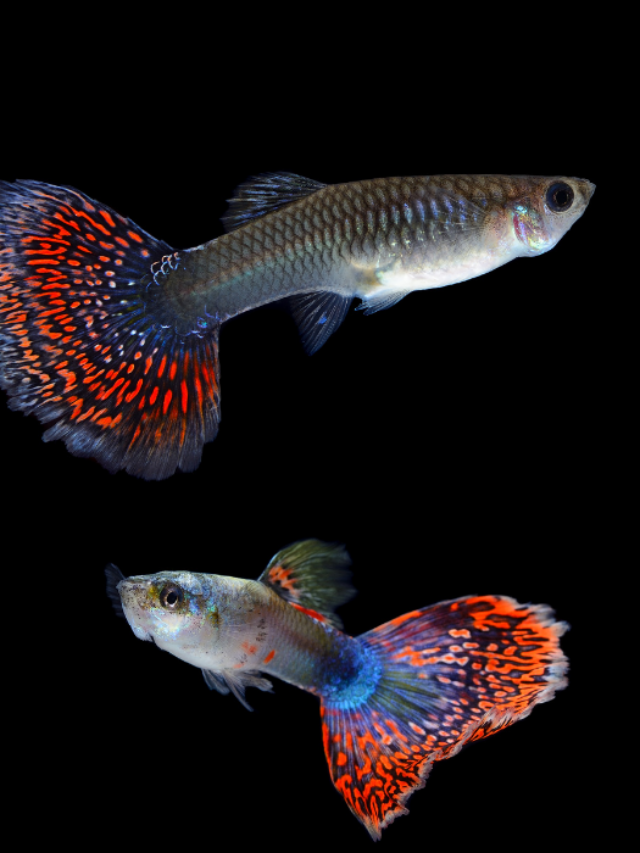 Can Different Colored Guppies Breed?