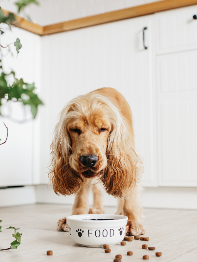 7 Types of Baby Food that Your Dog Can Eat
