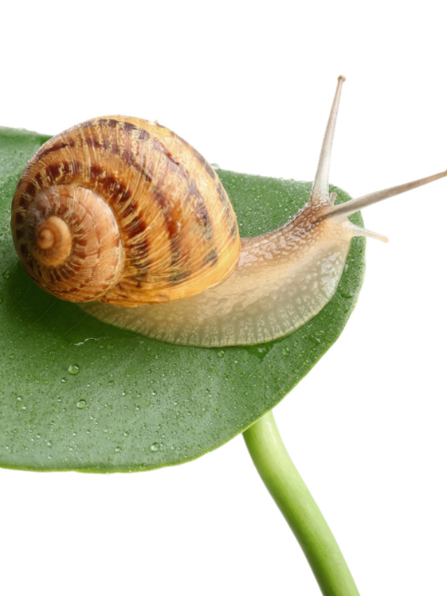 13 Types of Pet Snails (Land and Water)