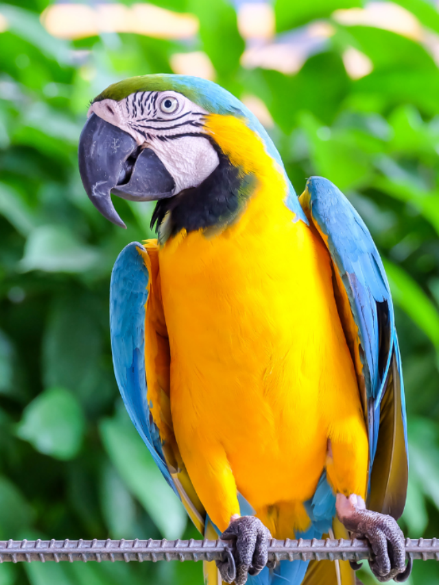 13 Types of Talking Parrots