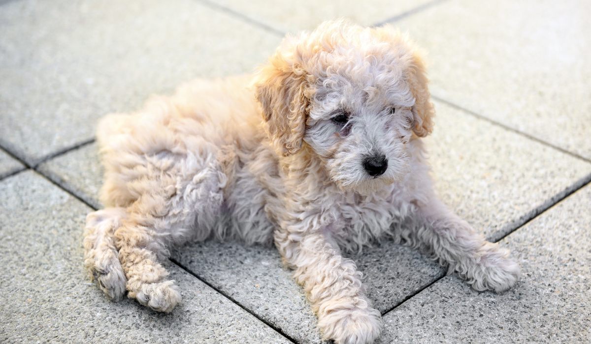 19 Curly-Haired Dog Breeds - A Few Good Pets