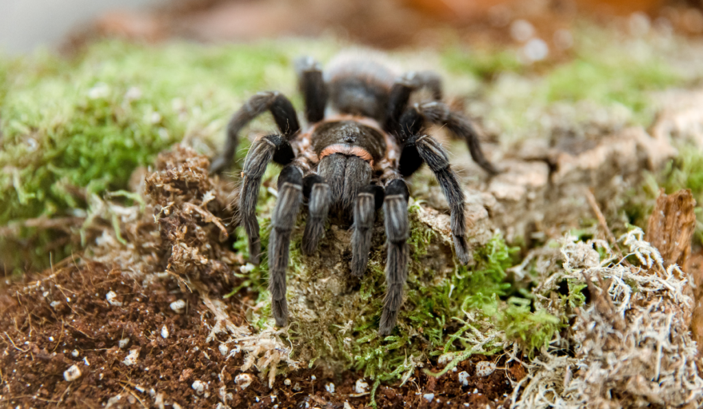 tarantula spider on a mossy dirt
