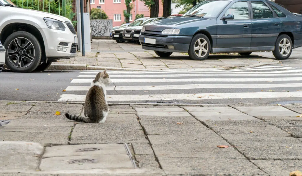 A cat is sitting in front of a pedestrian crossing