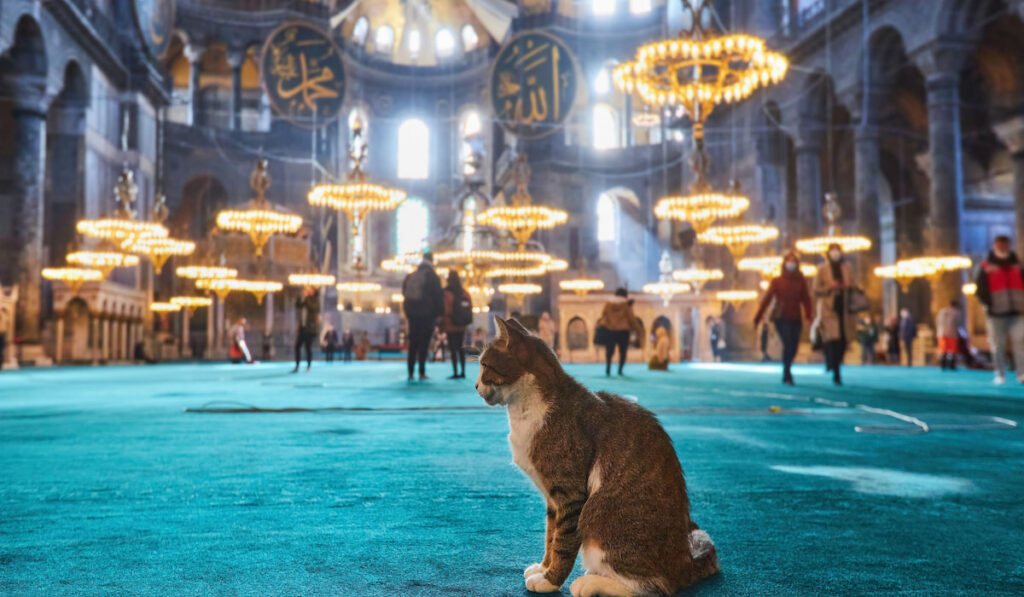 Alone cat in the temple with people on the background