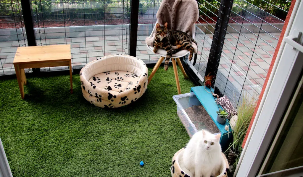 Black and green cat in a DIY cat patio, catio in springtime. It keeps your cat secure and exercised outdoors and allow them fresh air