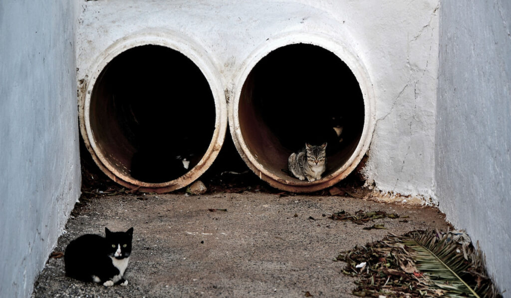 Cats in tubes outdoor