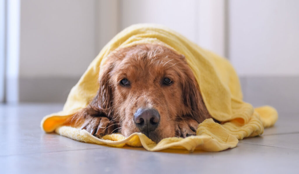 Cute golden retriever on the ground with yellow towel