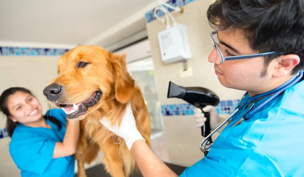 Professional-groomer-grooming-golden-retriever-drying-using-a-blower