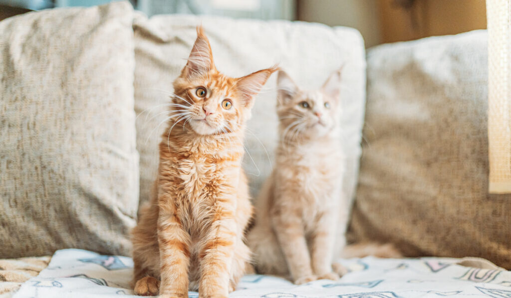 Two Funny Curious Young Red Ginger Maine Coon Kittens Cats Sitting At Home Sofa