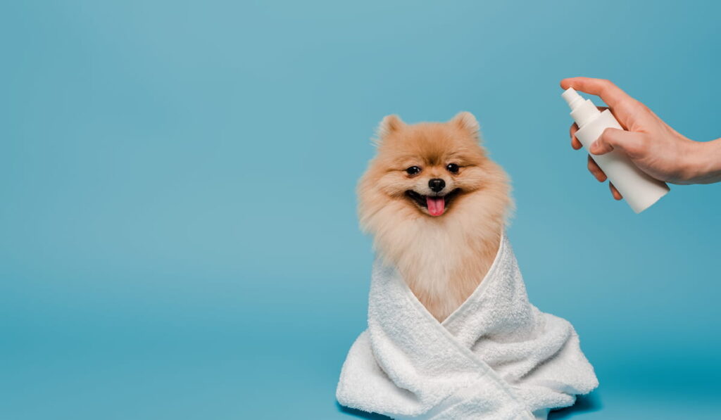 cropped view of groomer with spray bottle near pomeranian spitz wrapped in the towel