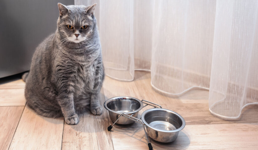 fat British cat sits in front of an empty bowl and waits for food
