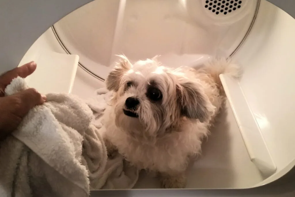 dog in the Cabinet dryer 