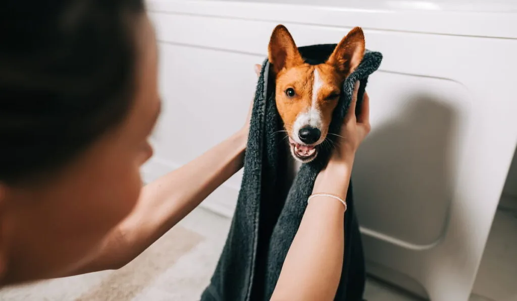 young woman drying her dog with towel after bathing