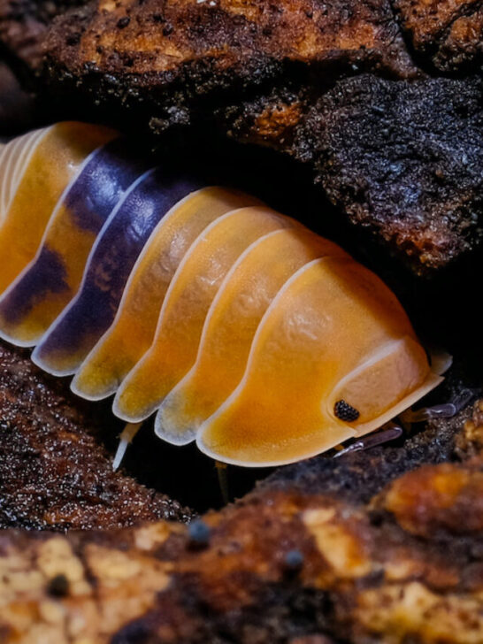 brightly colored isopod