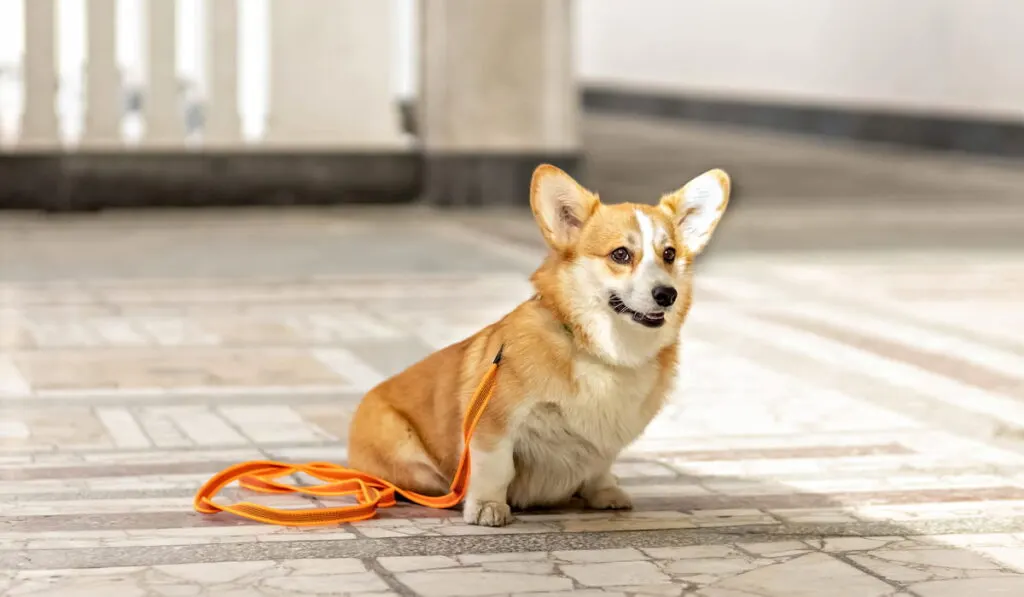 A red-haired corgi dog on a walk