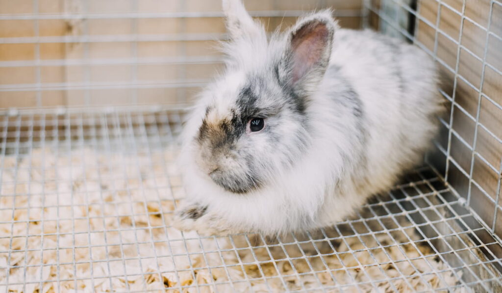 Adorable Easter Bunny rabbit in a cage