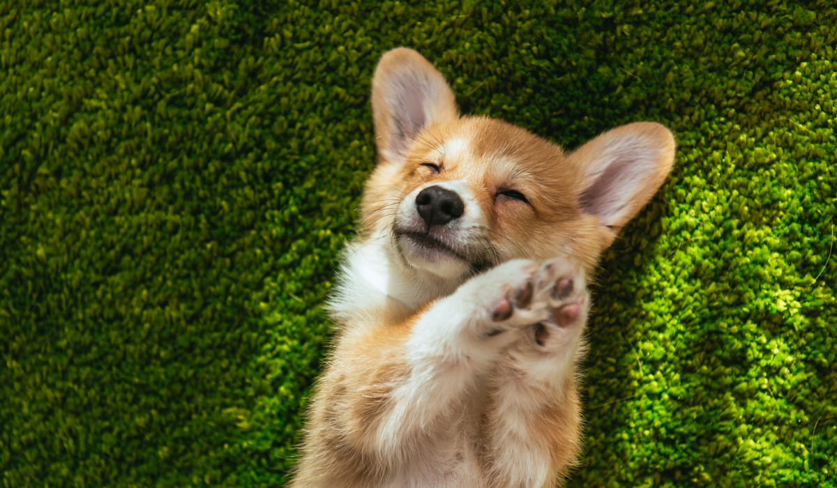 9 Types of and Mixes A Few Good Pets