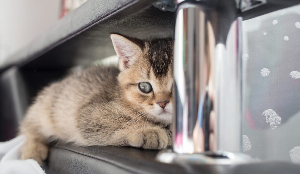 Alarmed British kitten lies on the couch