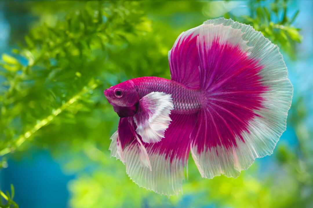 Do Betta Fish Change Color? A Few Good Pets