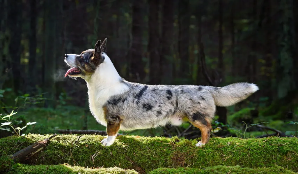 Cardigan Welsh Corgi