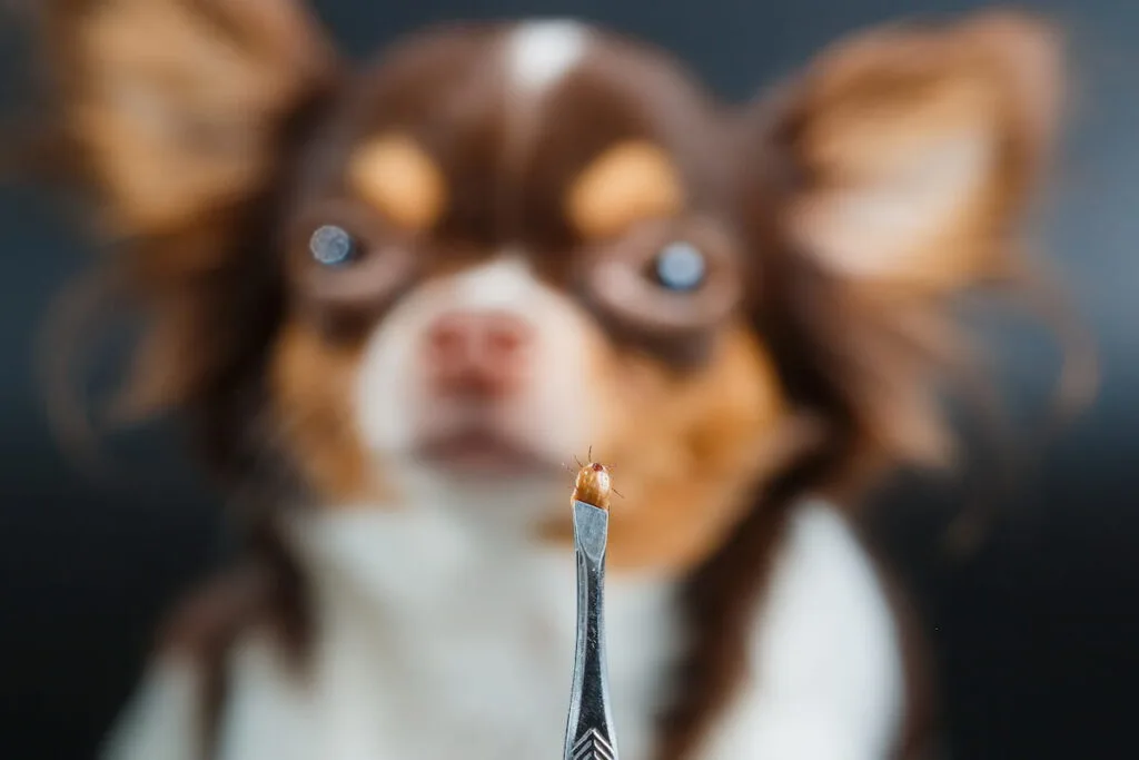 Closeup of hands using silver pliers to remove dog tick