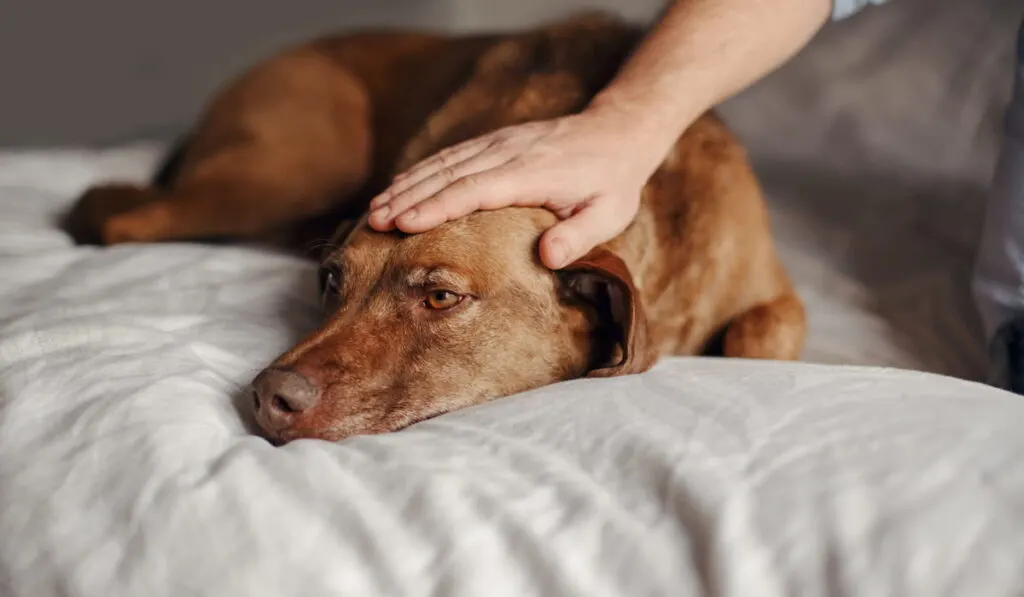 Closeup-of-master-owner-hand-palm-petting-stroking-a-dog