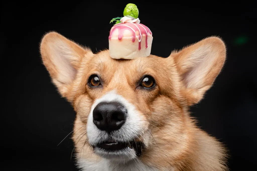 Corgi Pembroke with holding a cake on its head