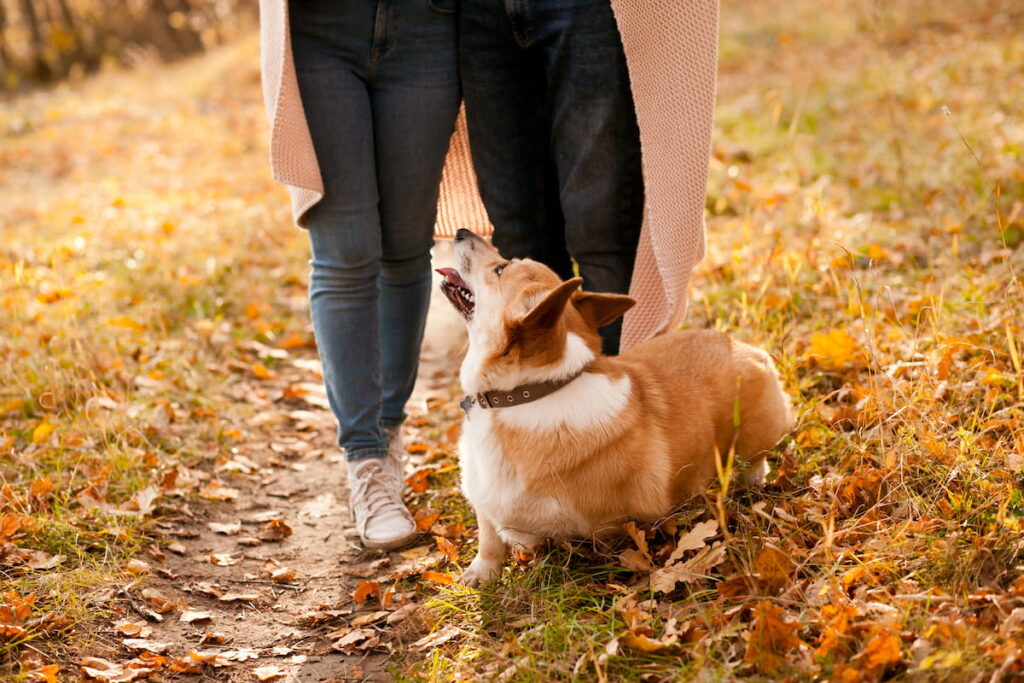 Corgi dog walking with his owners