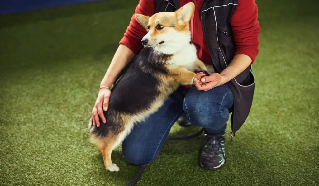 Corgi undergoing obedience training