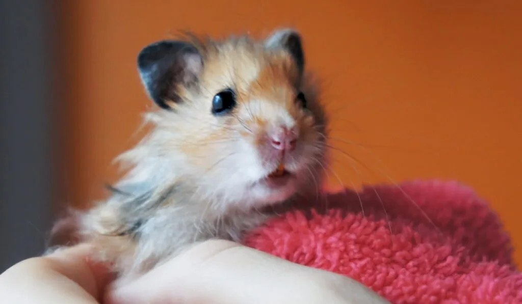 PetCare247 on X: All About the Syrian Teddy Bear #hamster: Housing,  Care, Toy and petting, Feeding, Lifespan and Are Teddy Bear Hamster Good  Family #pets?  / X