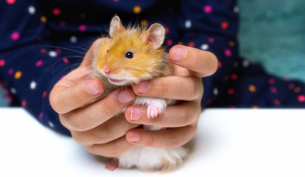Fluffy red Syrian hamster in the hands