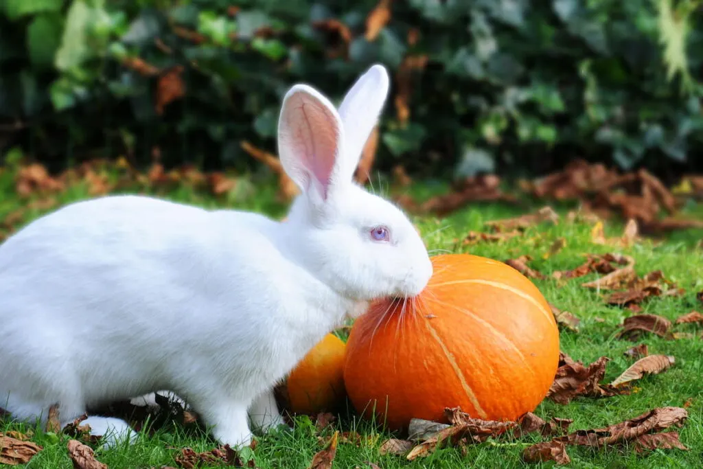 Giant Rabbit nibbling at pumpkins in the grass