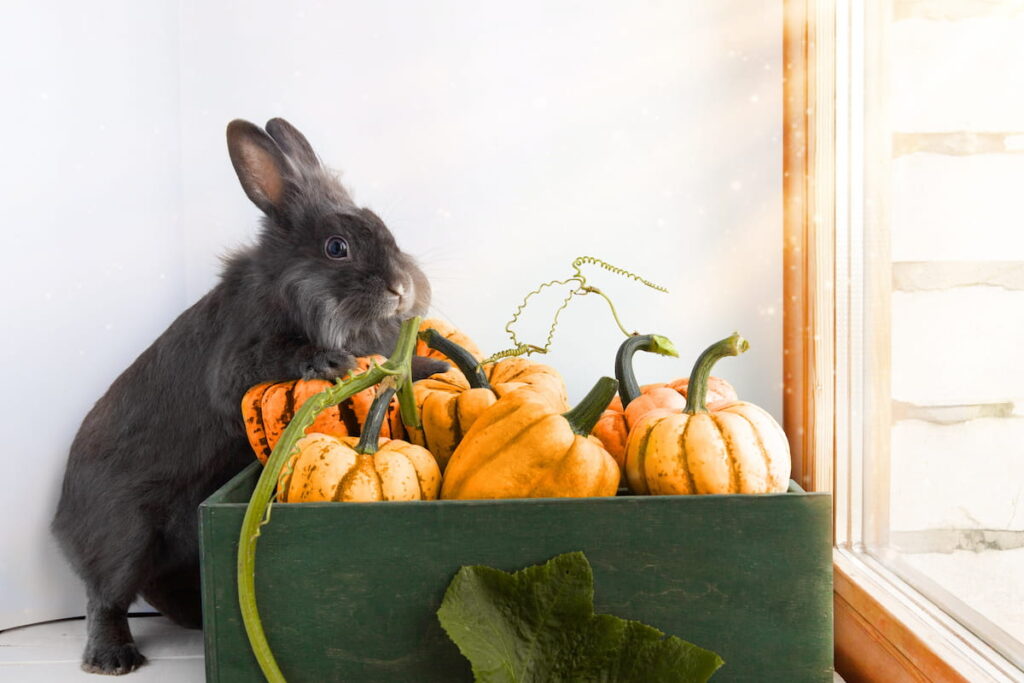 Gray rabbit with a box of pumpkins