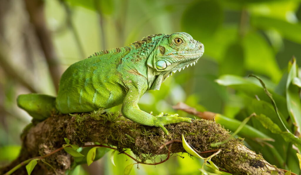 Green iguana on the branch of a tree